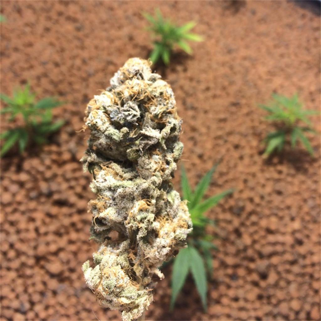 Photos Of Julius Caesar Weed Strain Buds Leafly