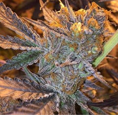 User uploaded image of Jungle Juice