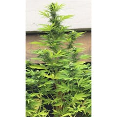 User uploaded image of K-Train