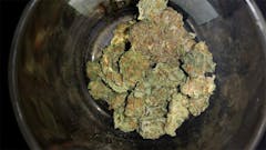 User uploaded image of Kaia Kush
