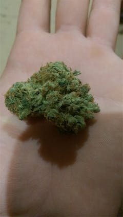 User uploaded image of Kaia Kush