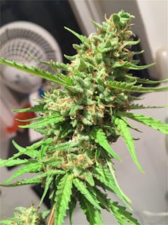 User uploaded image of Kalashnikova