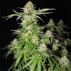 User uploaded image of Kalashnikova