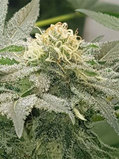 User uploaded image of Kalashnikova