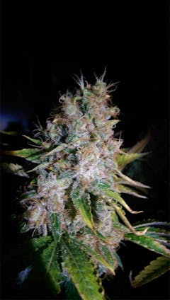 User uploaded image of Kali Dog