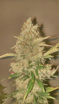 User uploaded image of Kali Dog