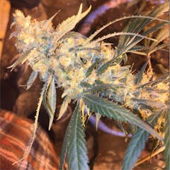 User uploaded image of Kali Mist