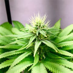 User uploaded image of Kandy Kush