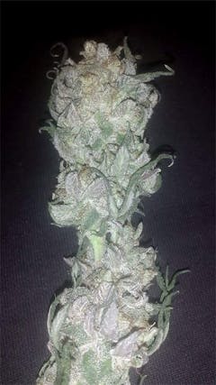 User uploaded image of Kaptn’s Grand Dream