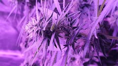 User uploaded image of Karma Bitch