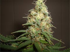 User uploaded image of KC 33