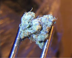 User uploaded image of Ken's Kush