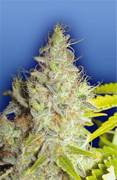 User uploaded image of Kerala Krush