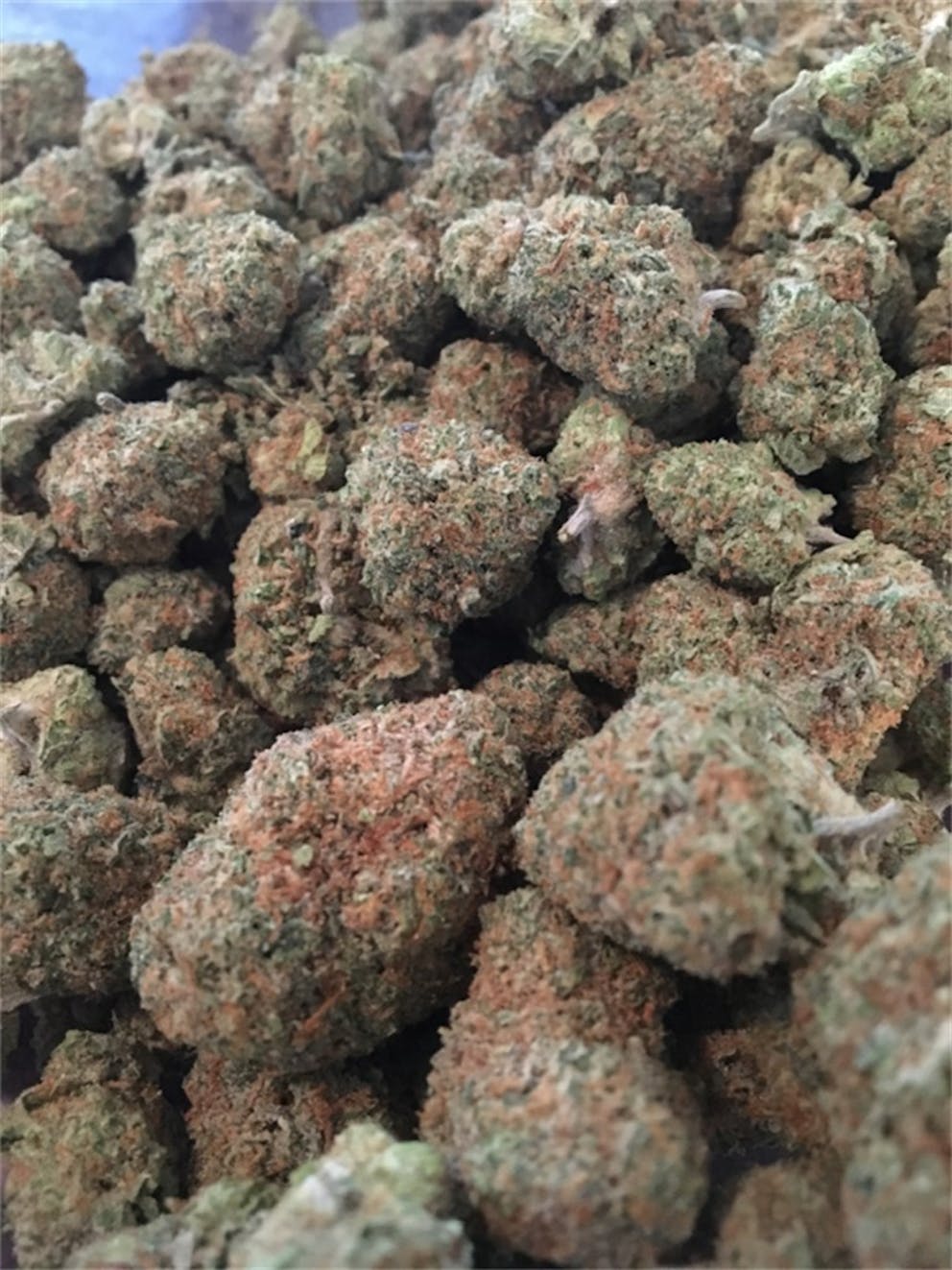Photos of Key Lime Pie Weed Strain Buds Leafly