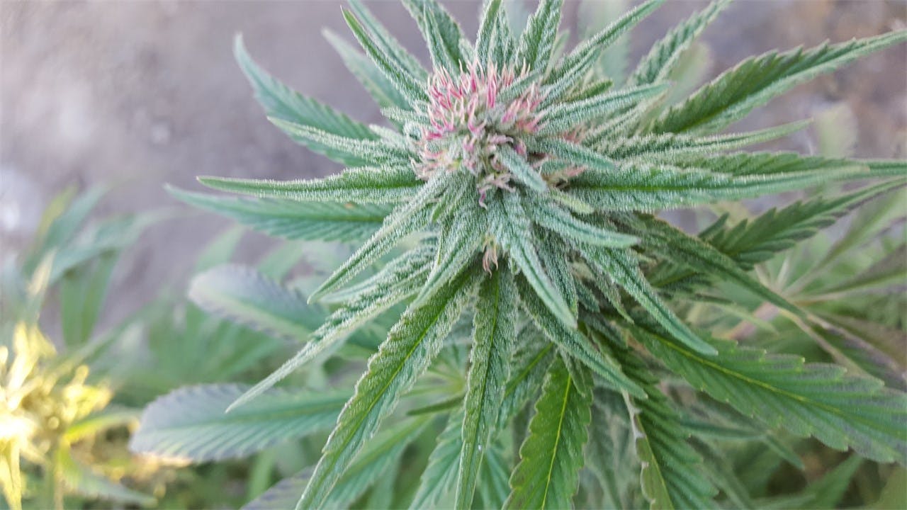 Key Lime Pie aka Key Lime GSC, Key Lime Cookies Weed Strain Information