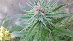 User uploaded image of Key Lime Pie