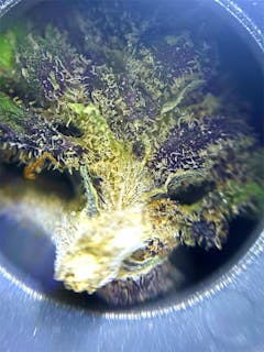 User uploaded image of Kilimanjaro