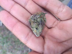 User uploaded image of Killer Grape