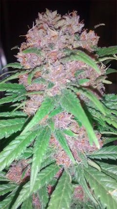 User uploaded image of Killing Fields