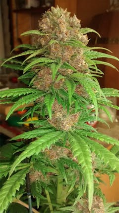 User uploaded image of Killing Fields