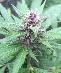 User uploaded image of Killing Fields