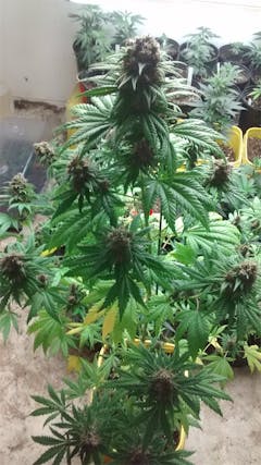 User uploaded image of Killing Fields