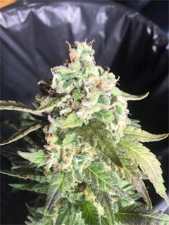 User uploaded image of Disco Glitter