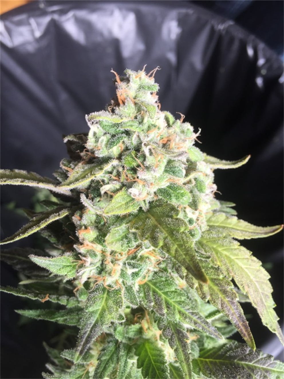 Photos of Disco Glitter Weed Strain Buds Leafly