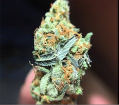 User uploaded image of King Kong