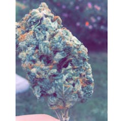 User uploaded image of King Kong