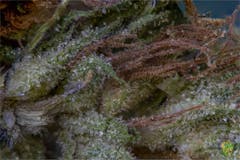 User uploaded image of King's Kush