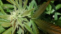 User uploaded image of Kiwiskunk