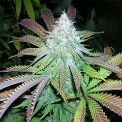 User uploaded image of Kobain Kush