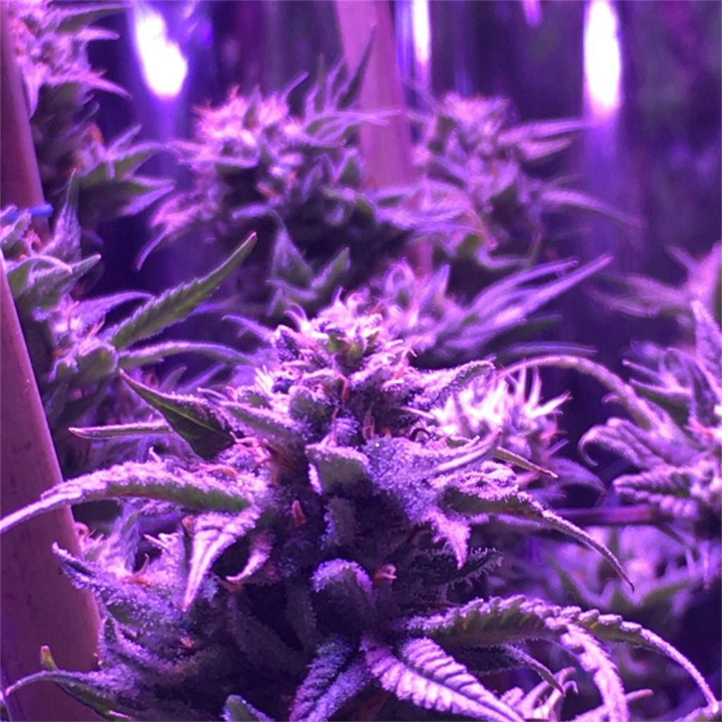 Kong Weed Strain Information Leafly