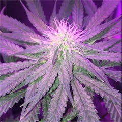 User uploaded image of Kosher Kush