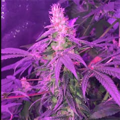 User uploaded image of Kosher Kush