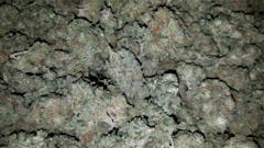 User uploaded image of Kosher Tangie