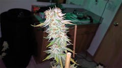 User uploaded image of Kosher Tangie