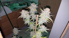 User uploaded image of Kosher Tangie