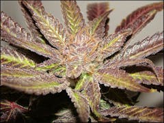 User uploaded image of Krakatoa