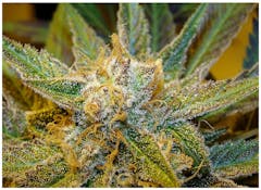 User uploaded image of Krakatoa