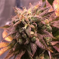 User uploaded image of Kraken