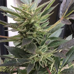 User uploaded image of Kraken