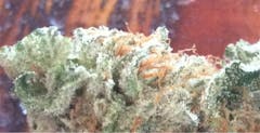User uploaded image of Krishna Kush