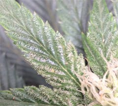 User uploaded image of Krishna Kush