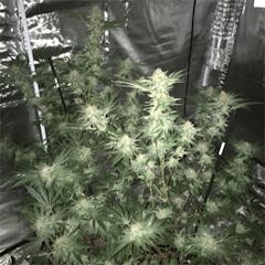 User uploaded image of Kryptonite