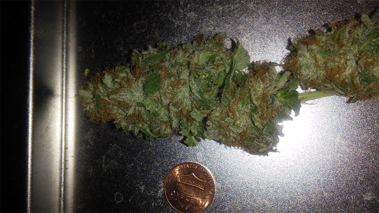 LA Chocolat aka LA Chocolope, LA Chocolate Weed Strain Information Leafly