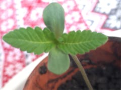 User uploaded image of LA Kush