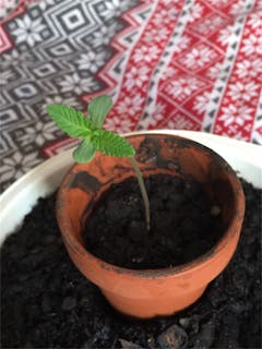 User uploaded image of LA Kush