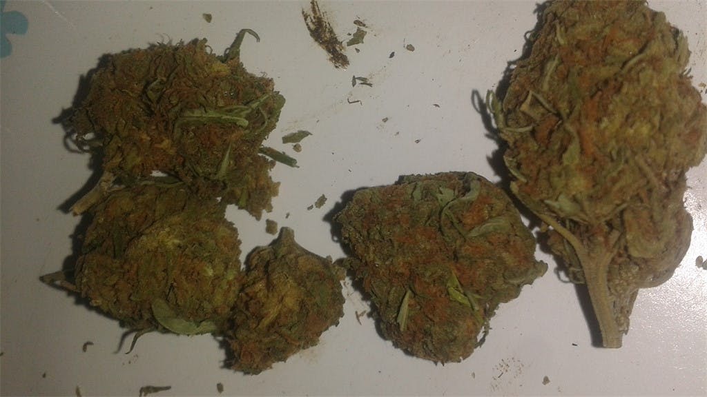 LA Kush aka Los Angeles Kush Weed Strain Information Leafly